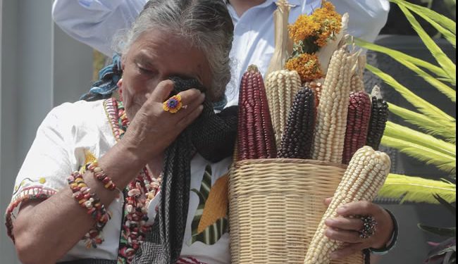 Diputados reciben iniciativa de reforma de Claudia Sheinbaum contra el maíz transgénico