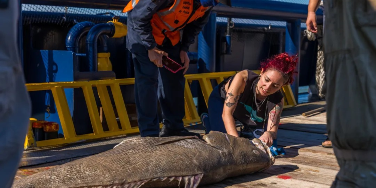 México: “Metas cumplidas” para proteger de la extinción a las últimas ocho vaquitas