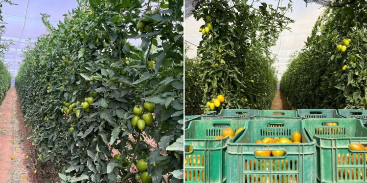 Esta temporada, SunFed ofrece tomates Roma de Sonora por primera vez