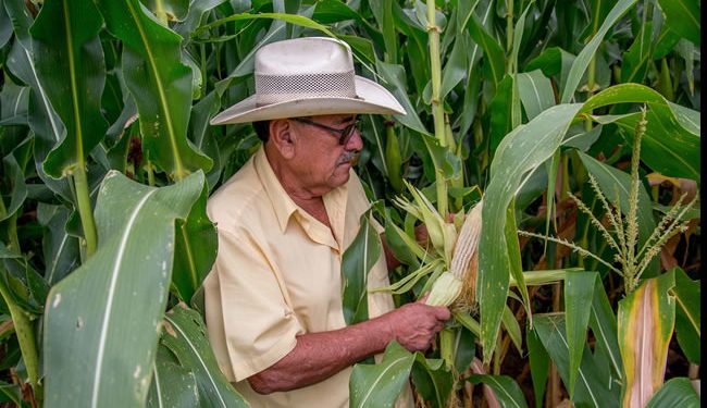 Productores agrícolas reiteran al gobierno federal sacar los granos básicos del esquema del TMEC