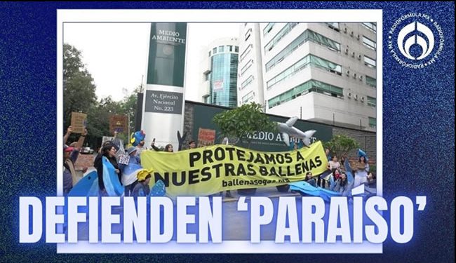 ‘Ballenas o gas’: así es el proyecto Saguaro que genera protestas de ambientalistas