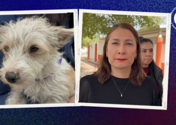 Capacitarán a personal de seguridad en materia de protección animal