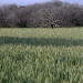Exentan en 2025 aranceles a la importación de trigo y fertilizantes