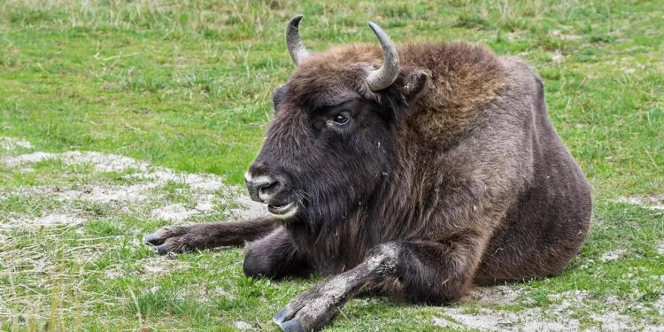 El bisonte europeo sí estuvo antes en España: hallan su ADN en restos prehistóricos