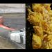 Tráiler de Bachoco vuelca en Ecatepec y se hace presente la rapiña