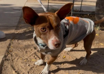 Salvando ‘patitas’: perrito Max cambia su vida al llegar a un nuevo hogar