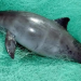 En puerta fallo sobre omisiones de México en caso vaquita marina en marco del T-MEC