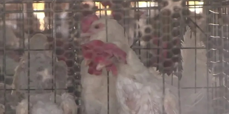 Especialista Descarta Alarma en Sonora por Primer Caso de Gripe Aviar en Estados Unidos