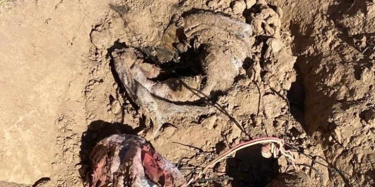 Hallan cuatro fosas clandestinas al poniente de Hermosillo