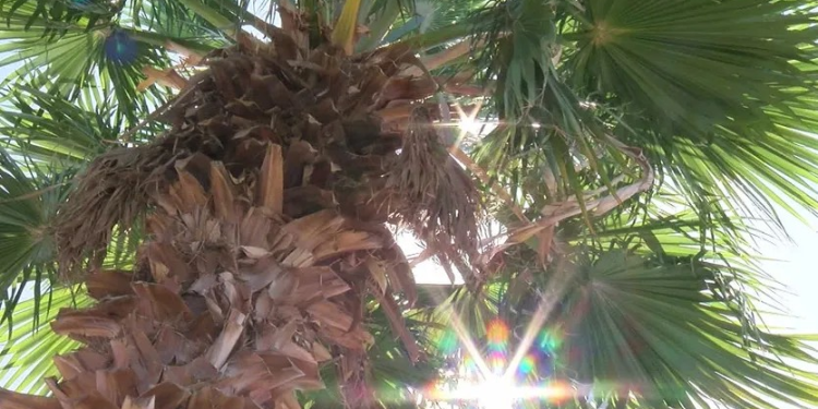 Bajarán Temperaturas por Nuevo Frente Frío este Fin de Semana en Sonora