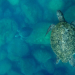 “El llanto de las tortugas”: Un documental sobre cambio, conciencia conservación del mar en Sonora