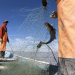 México rendirá cuentas en Ginebra sobre vaquita marina y totoaba