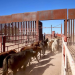 Sonora reactiva exportación de ganado a Estados Unidos