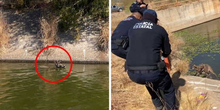 Rescatan a venado que cayó en canal de riego en Huatabampo