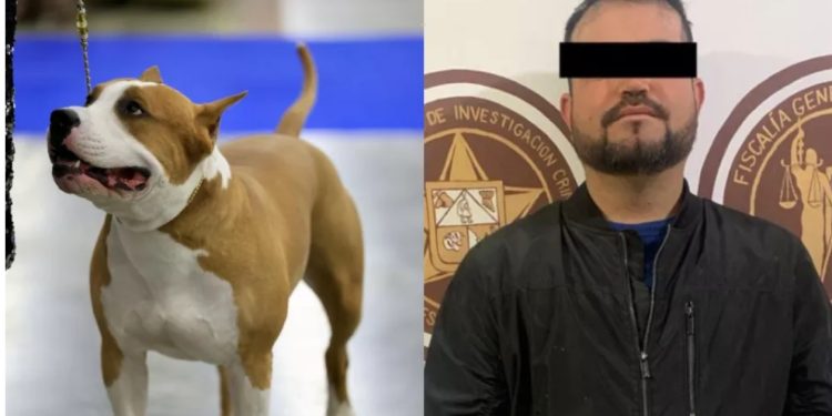 Detienen a hombre por matar brutalmente a “Popeye”, un perro Bull Terrier en Cananea