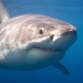 Tiburón blanco de 7 metros acecha a pescadores en playas del sur de Sonora