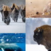 Ejemplos exitosos en la conservación de especies en peligro de extinción