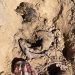 Hallan cuatro fosas clandestinas al poniente de Hermosillo