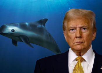 ¿A Donald Trump le interesa la vaquita marina? La antigua amenaza de Estados Unidos a México
