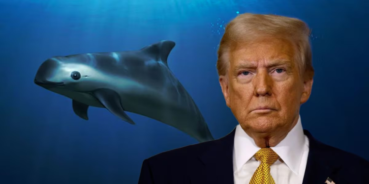 ¿A Donald Trump le interesa la vaquita marina? La antigua amenaza de Estados Unidos a México
