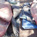 ¡Impactante captura! Pescadores de Huatabampo atrapan tiburón de tres metros