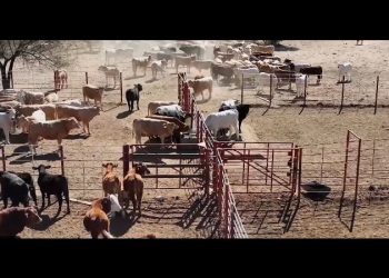 “Reabren” fronteras para la exportación de ganado sonorense tras parón de más de dos meses por presencia de gusano barrenador