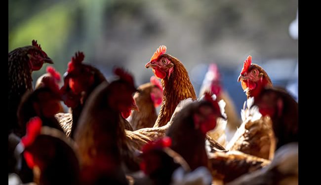 Los productores de huevos en EE UU se disparan en Bolsa por la crisis de la gripe aviar