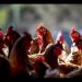 Los productores de huevos en EE UU se disparan en Bolsa por la crisis de la gripe aviar