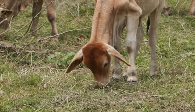 Nuevo brote de gusano barrenador del ganado en México, se trata de 4 becerros en Tabasco