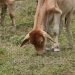 Nuevo brote de gusano barrenador del ganado en México, se trata de 4 becerros en Tabasco