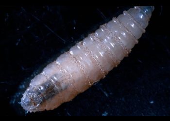 Nicaragua reporta 30 casos del gusano barrenador en humanos