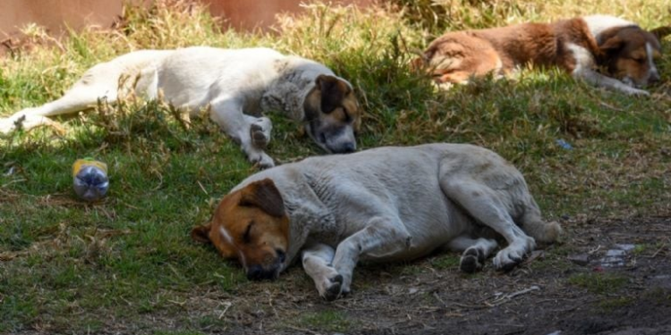 San Luis Río Colorado, Sonora: ¿Por qué lo llaman el municipio “mataperros”?