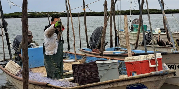 Ha sido desastrosa la temporada de camarón: Pescadores de Sinaloa y Sonora