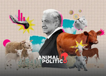 “Vaquitas del Bienestar”: el gobierno de AMLO gastó casi mil mdp en compra de ganado que se perdió
