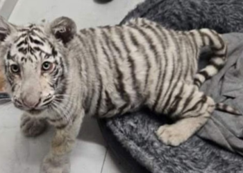 Aseguran droga, 100 mil pesos y un cachorro de tigre de bengala durante cateo en vivienda de Sonora; hay un detenido