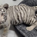 Aseguran droga, 100 mil pesos y un cachorro de tigre de bengala durante cateo en vivienda de Sonora; hay un detenido