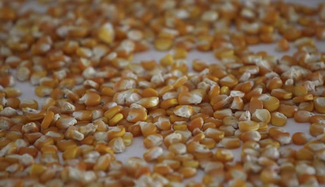 Revierten restricción a la importación del maíz transgénico; Secretaría de Economía confirma la decisión