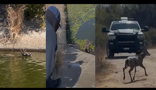 Rescatan venado que cayó a canal de agua en el municipio de Huatabmapo