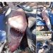Circula en redes sociales supuesta captura de un Tiburón en la comunidad pesquera de Camahuiroa, Huatabampo