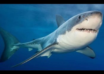 Reportan avistamiento de tiburón de 5 metros en campo pesquero de Camahuiroa, Huatabampo