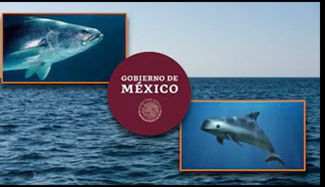 México presenta al CITES avances en la protección de la totoaba y la vaquita marina