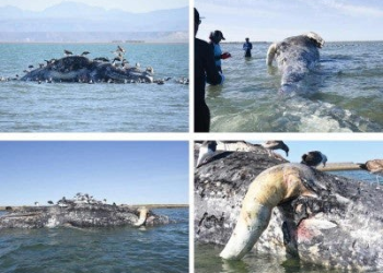 El 2025 podría ser el año con menos nacimientos de ballenas grises; preocupa mortandad