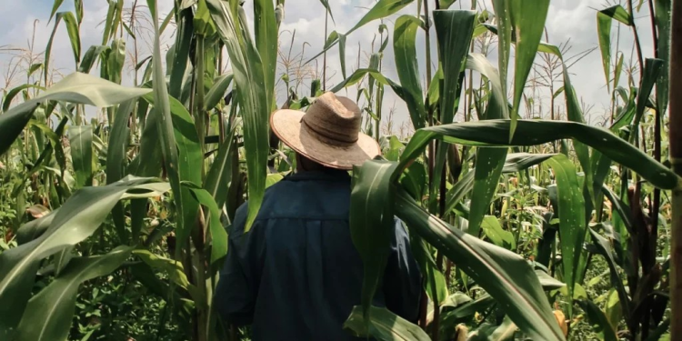 Así se desató el robo de trigo, maíz y soya en el tren que pasa por Sonora y Sinaloa