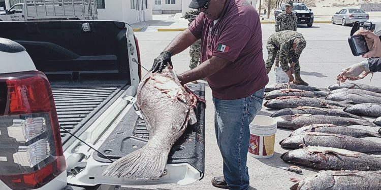 El camino contra la pesca ilegal de totoaba