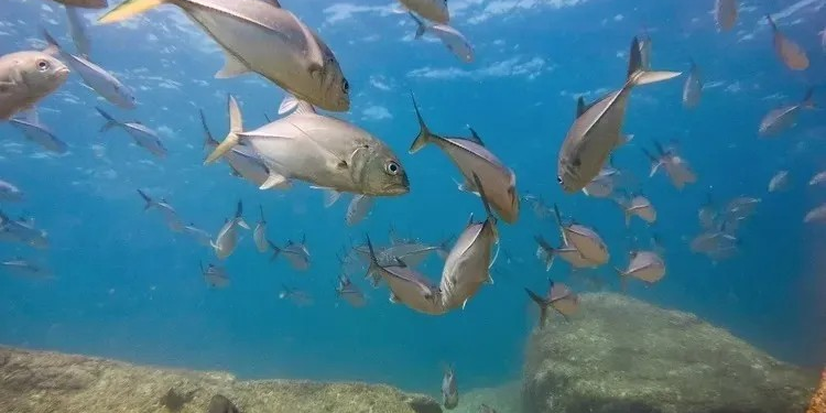 Refugios pesqueros en el Golfo de México: cómo operan y combaten la pesca furtiva