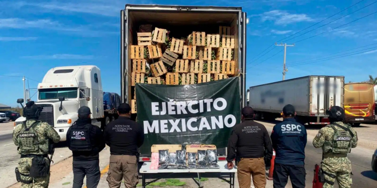 Cae en Sonora sujeto con 32 kilos de fentanilo oculto en cargamento de nopales