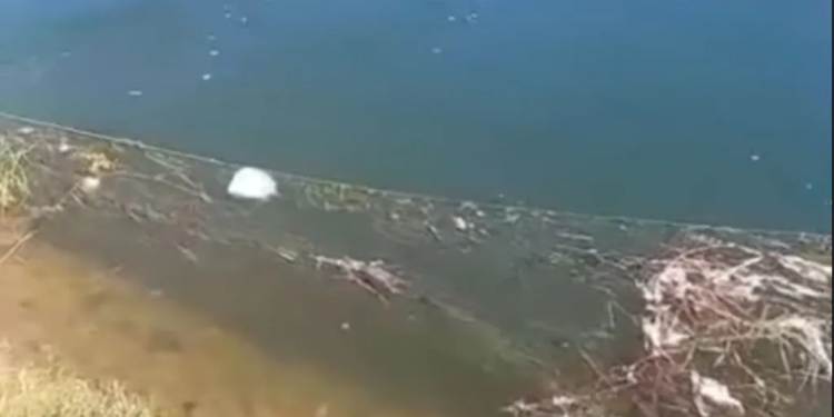 Mueren 250 Tortugas Atrapadas en Redes de Pesca en Canal de Riego de Cajeme