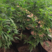 Aseguran invernadero de marihuana en comunidad indígena de Hermosillo, no se reportan detenidos