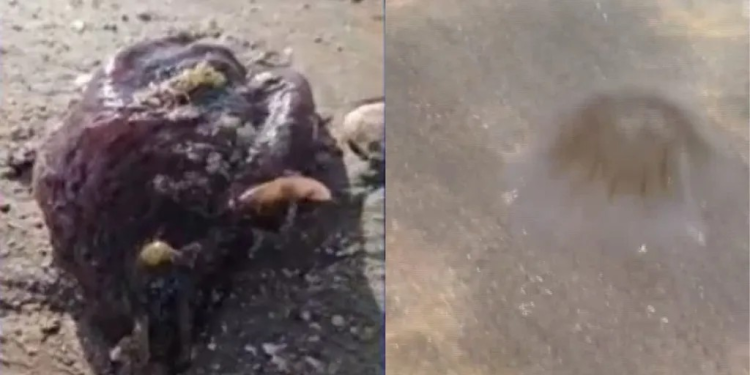 ¿Qué Debes Hacer si te Pica Una Aguamala? Esto se Sabe