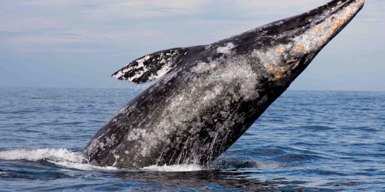 Profepa y CONANP liberan ballena gris atrapada en redes de pesca en La Paz